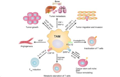 Main Roles Of Tumor Associated Macrophages In Tumorigenesis Special