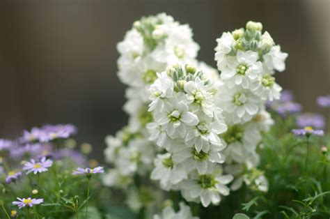 In The Knowa Guide To Creating A Scented Garden Northern Life