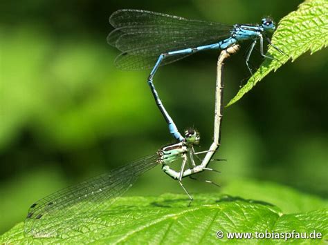 libellen insekten erstklassige fotos photo gallery von tobias pfau