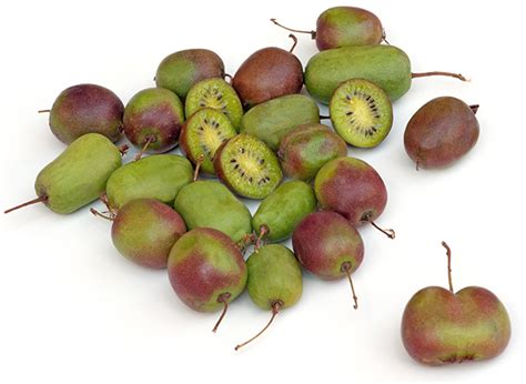 Prolific Hardy Kiwi Variety General Fruit Growing Growing Fruit