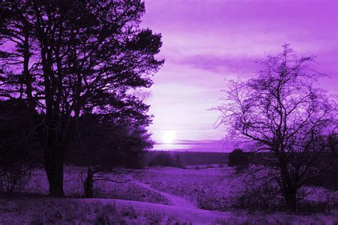 Purple Winter Photograph By Charlotte Therese Bjornstrom Fine Art America