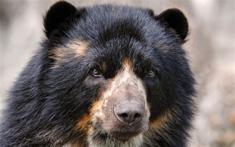 Полезная информация о медведях