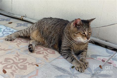 Hemingway Polydactyl Cat Photograph By Catherine Sherman