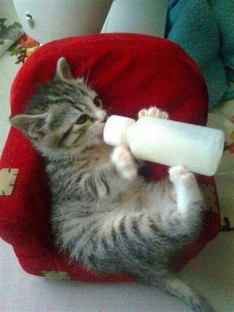 12 Adorable Kittens Enjoying Their Bottle Of Milk I Can Has Cheezburger