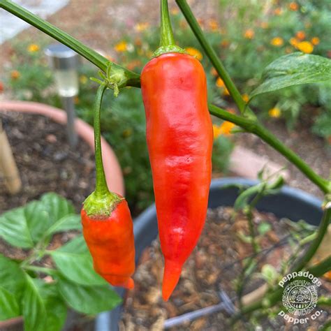 Aji Cristal Pepper Seeds Peppadogs Pepper Co