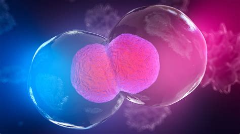 Down Syndrome Is Caused Partly By Gene Under Expression Not Just Over Expression