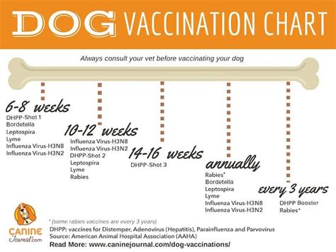 Which Dog Vaccinations Are Necessary? – Pet Travel Questions