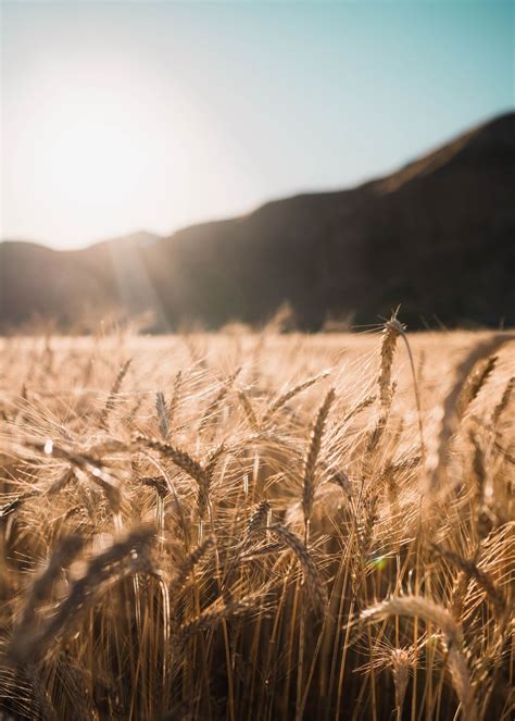 Brown Wheat Field During Daytime Photo Free Plant Image On Unsplash