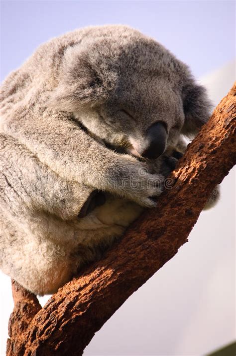 34 Sleeping Koala Bear Free Stock Photos Stockfreeimages