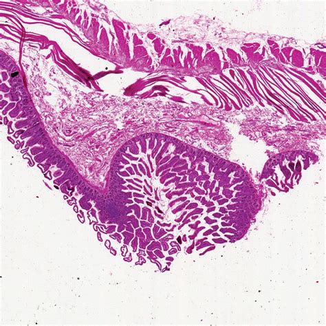 Human Jejunum c s 7 µm H E Microscope Slide Carolina Biological Supply