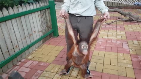Baby Orangutan Chimelong Safari Park Guangzhou Youtube