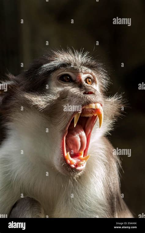 Angry Monkey Sooty Mangabey Cercocebus Atys Lunulatus Stock Photo Alamy