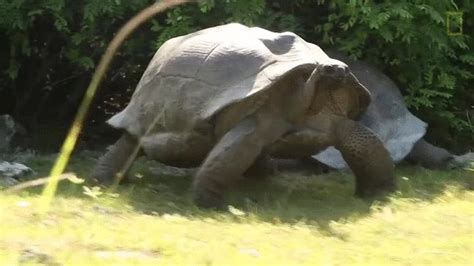 tortoise gets interrupted making sweet tortoise love and slowly chases national geographic s