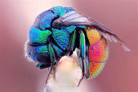 Incredible Examples Macro Photography Of Insect 99