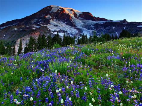 Mount Rainier Meadow Flowers Wallpaper Wallpapersafari