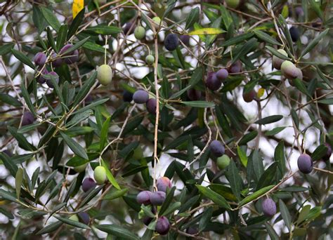 The Olive Tree | Blog Archives