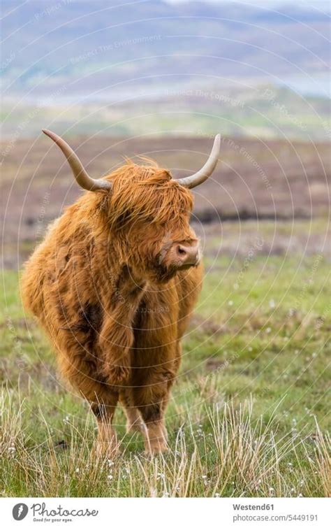 Great Britain Scotland Scottish Highlands Highland Cattle A