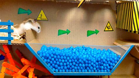 🐹pool Maze For Hamster And Dragon In Maze For Pets With Traps