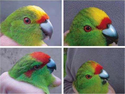Hybrids And The Future Of Aviculture City Parrots