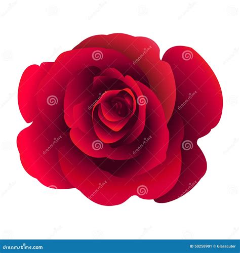 Single Flower Rose Stock Vector Illustration Of Romance 50258901