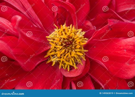 Red Dahlia Flower In Closeup Shot Stock Image Image Of Alone Conifer