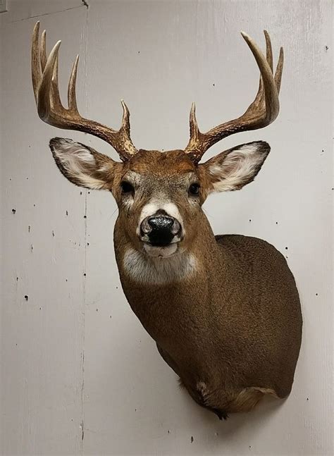 Whitetail Deer Mount Taxidermy Done By The Mad Taxidermist Rob Reysen