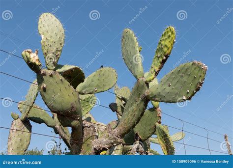 Wild Spiny Cactus Growing Through A Boundary Fence Stock Photo Image