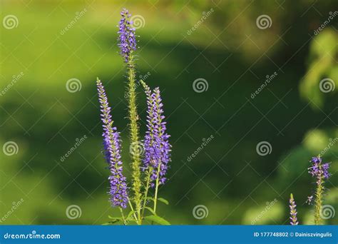 Purple Small Flowers On Long Stalks Stock Photo Image Of Green