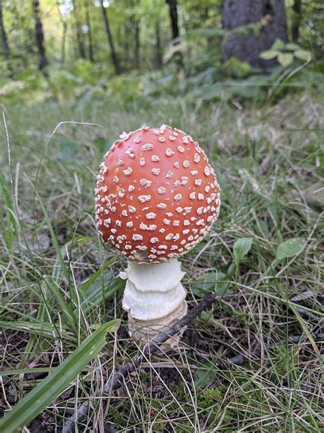 Minnesota Mushroom Identification All Mushroom Info