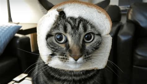 My cat had food with garlic in it so garlic in cat food is ok just not whole onions or garlic but most cats don't eat garlic or onions. Can Cats Eat Bread? Or Is Bread Bad for Cats? - All Pet ...