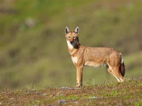 Coexisting With Ethiopian Wolves In The Northern Highlands Of Ethiopia