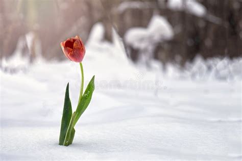 Red Tulip Growing In Snow In Forest Stock Image Image Of Spring