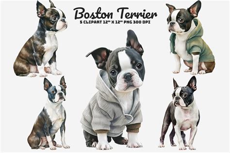 Watercolor Boston Terrier Clipart Graphic by Gemstone · Creative Fabrica