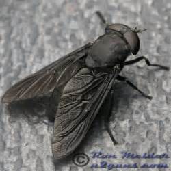 Black Horse Fly Tabanus Bugguidenet