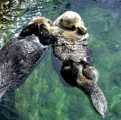 Cuteness Of The Day Sea Otters Hold Hands While Sleeping In The Water So That They Don’t Drift