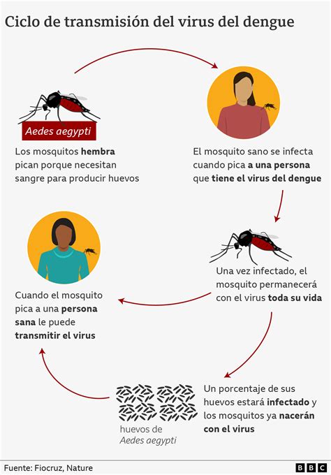 Qué Es El Dengue Cómo Se Transmite Y Cuáles Son Sus Síntomas