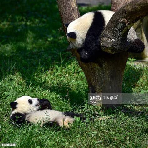 Twin Giant Pandas Celebrate 1st Birthday In Chongqing Photos And