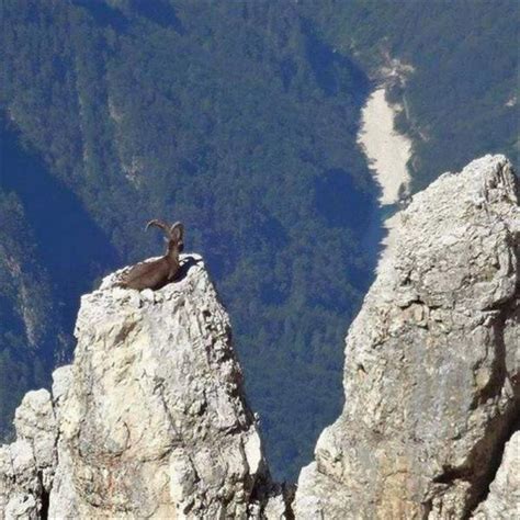 Mother Nature Amazing Rock Climbing Goat Part I