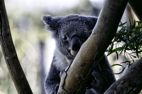 Koala Bear Free Stock Photo Public Domain Pictures