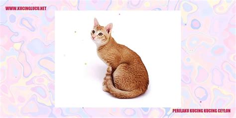 Kucing Ceylon Karakteristik Perawatan Dan Keunikan Yang Menarik