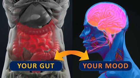 How Gut Bacteria Could Affect Your Mental Health Oversixty