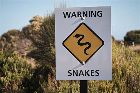 What To Do If You Have Been Bitten By A Snake Animal Capture Wildlife