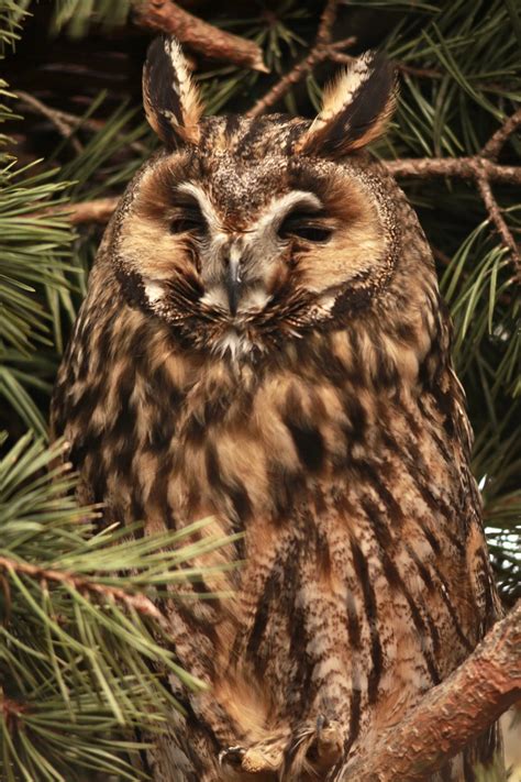 Discovering Alpine Birds Long Eared Owls