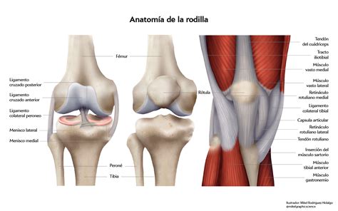 lesiones del menisco de la rodilla características y tratamiento fisiohogar