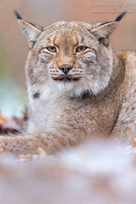 Eurasischer Luchs Eurasian Lynx Lynx Lynx Living Nature