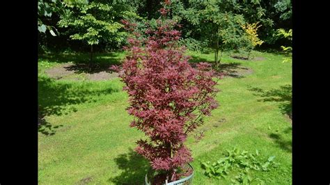 Acer Palmatum Skeeters Broom Japanese Maple Youtube