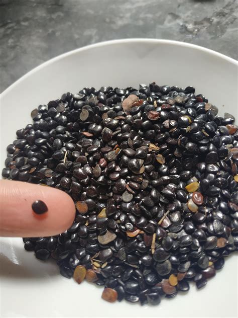 Also, its milky juice (balata gum), which when dried constitutes an elastic gum called chicle, or chicle gum. This "black seed" is not not Nigella Sativa. The seeds are ...