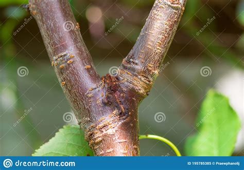Cherry Tree Diseases Bacterial Canker Eugene England