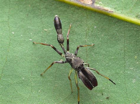 Ant Mimic Spiders Genus Myrmarachne · Inaturalist Australia