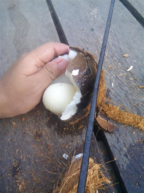 Tela (ketela ) atau singkong ( dalam bahasa jawa ) atau cassava ( bahasa inggris ) diolah dengan bumbu kualitas terbaik, digoreng, dan disajikan hangat dengan berbagai pilihan rasa. Cara membuka kelapa tua yang benar